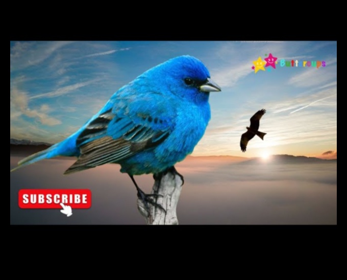 Simfonia pe cer: lumea armonioasă a sunetelor păsărilor