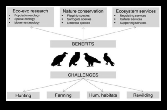Explorarea rolului păsărilor în conservarea și durabilitatea mediului