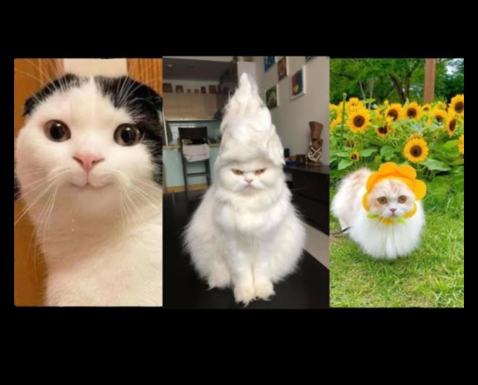 Continuare comedie astrofică a pisicilor: mai multe trăsături amuzante de pisici