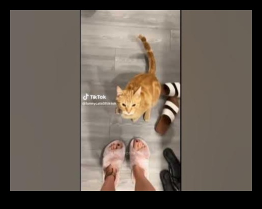 Continuare comedie astrofică a pisicilor: mai multe trăsături amuzante de pisici