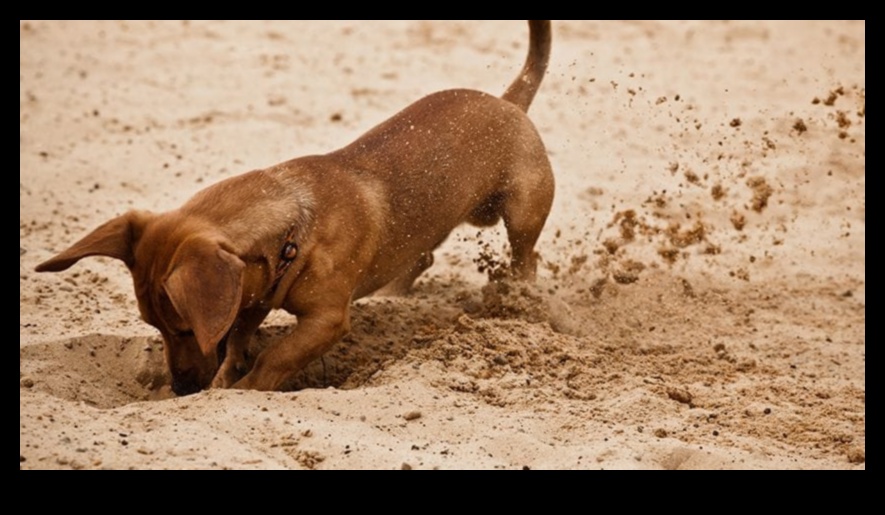 Ziua săpatului câinelui: crearea unei gropi de săpat pentru distracția caninilor