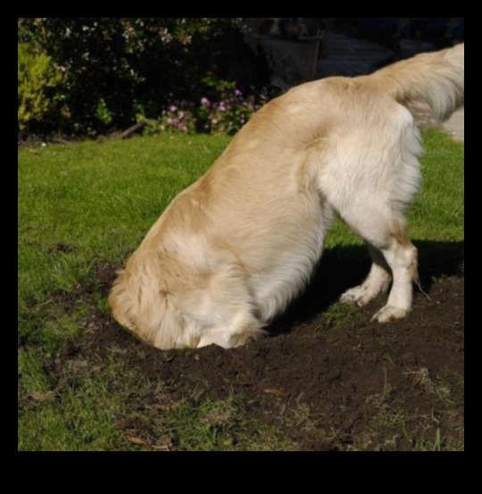 Ziua săpatului câinelui: crearea unei gropi de săpat pentru distracția caninilor