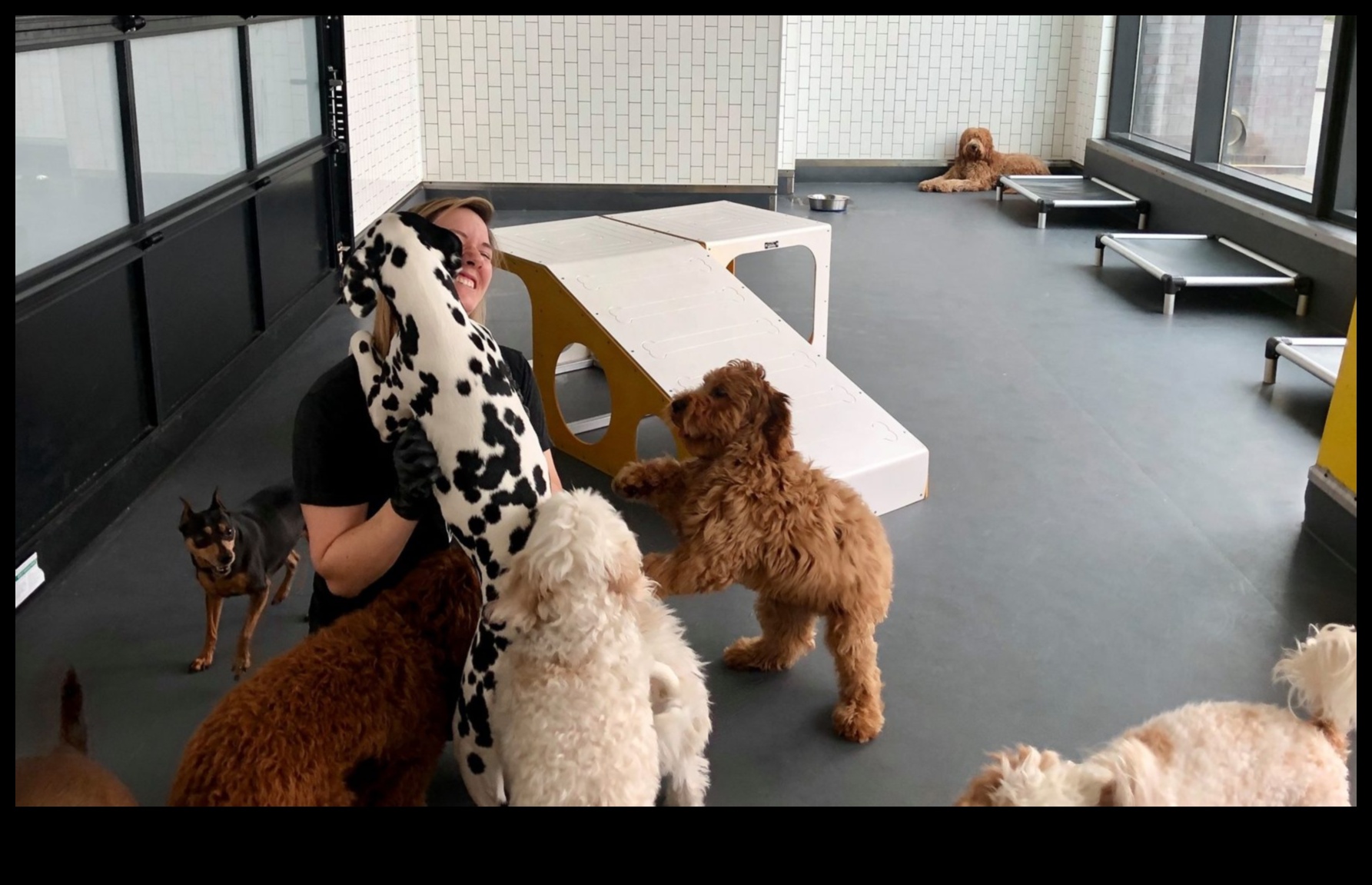 Elemente esențiale ale grupului de joacă pentru căței: socializarea cățelului cu alți câini