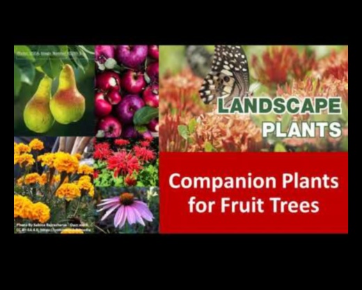 Însoțitori înfloriți: știința din spatele armoniei grădinii