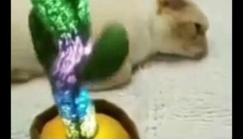 Continuare comedie astrofică a pisicilor: mai multe trăsături amuzante de pisici