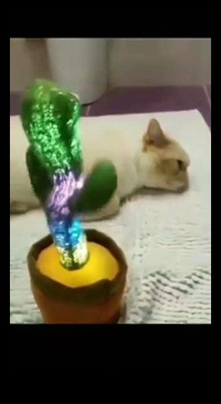 Continuare comedie astrofică a pisicilor: mai multe trăsături amuzante de pisici