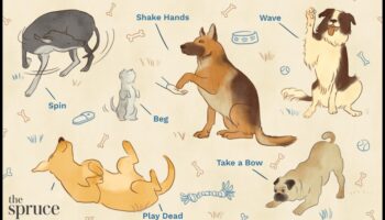 Creativitate canină: Învățați-vă câinele trucuri și comenzi distractive