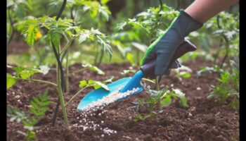 Dă viață grădinii tale: elemente esențiale pentru echipamente de top