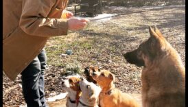 Elemente esențiale ale grupului de joacă pentru căței: socializarea cățelului cu alți câini