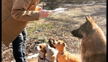 Elemente esențiale ale grupului de joacă pentru căței: socializarea cățelului cu alți câini