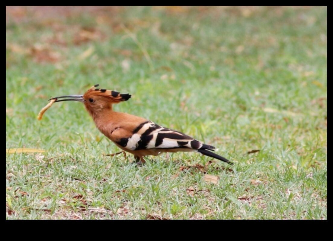 Explorarea rolului păsărilor în conservarea și durabilitatea mediului