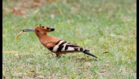 Explorarea rolului păsărilor în conservarea și durabilitatea mediului