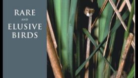 Lista de găleți a observatorului de păsări: păsări rare și evazive de observat