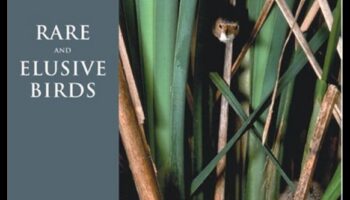 Lista de găleți a observatorului de păsări: păsări rare și evazive de observat