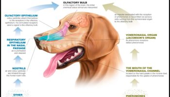 Nasul știe: înțelegerea abilităților olfactive canine