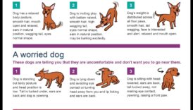 Provocări canine: depășirea problemelor comune de comportament ale câinilor