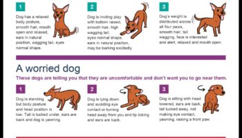 Provocări canine: depășirea problemelor comune de comportament ale câinilor