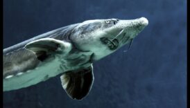 Schimbul de noapte: obiceiurile nocturne ale peștilor în apele întunecate