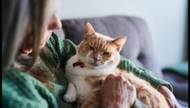 În prim-planul pisicilor seniori: Îngrijirea prietenilor feline în vârstă