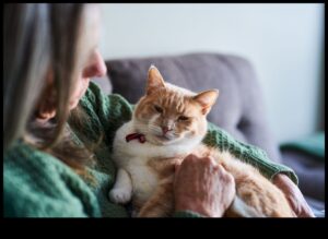 În prim-planul pisicilor seniori: Îngrijirea prietenilor feline în vârstă