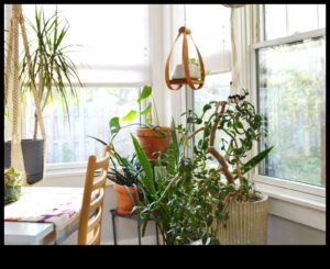 Indoor Jungle Dreams: proiectarea spațiilor verzi luxuriante în interior