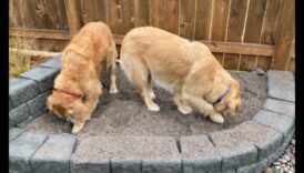 Ziua săpatului câinelui: crearea unei gropi de săpat pentru distracția caninilor